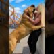 #dog #lovedog #dogs #puppy #doglover #doglife #love#cute #puppies #ilovemydog #cutedog #husbandog