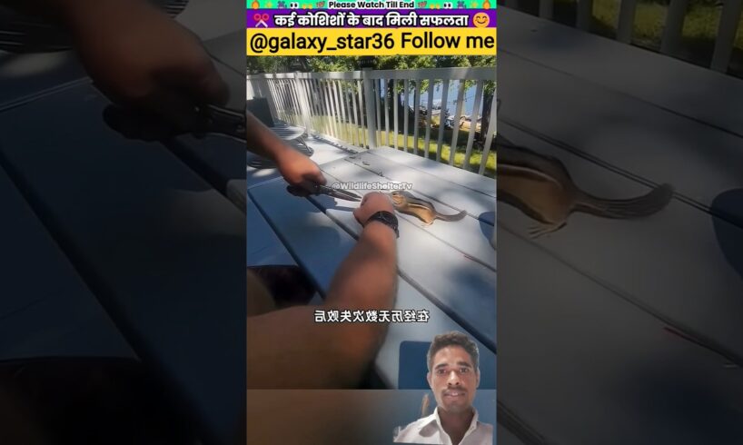 कई कोशिशों के बाद मिली सफलता #animal #animalrescue #animallover #rescue #squirrel ‎⁨@galaxy_star36⁩ 