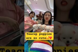 teacup dog breeds /teacup puppies🐕 #shorts #dog #toys #cute #cute puppy #cutepuppy #cutepup #shorts