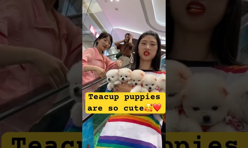 teacup dog breeds /teacup puppies🐕 #shorts #dog #toys #cute #cute puppy #cutepuppy #cutepup #shorts