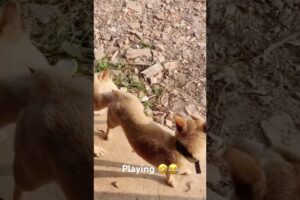 Playing #dog #dogfunny #dogvideo
