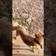 Playing #dog #dogfunny #dogvideo