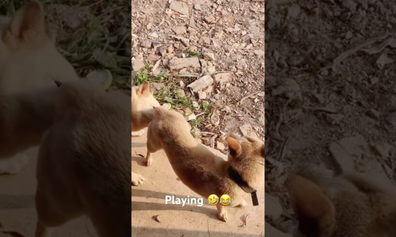 Playing #dog #dogfunny #dogvideo