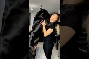 #dog #lovedog #dogs #puppy #doglover #doglife #love#cute #puppies #ilovemydog #cutedog #husbandog