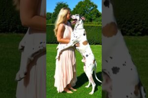 #dog #lovedog #dogs #puppy #doglover #doglife #love#cute #puppies #ilovemydog #cutedog #husbandog