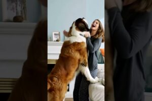 #dog #lovedog #dogs #puppy #doglover #doglife #love#cute #puppies #ilovemydog #cutedog #husbandog