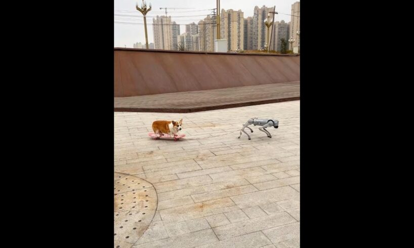 Cute Puppies 🥰♥ super funny Corgi ♥ #shorts #2025