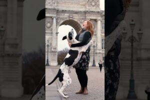 #dog #lovedog #dogs #puppy #doglover #doglife #love#cute #puppies #ilovemydog #cutedog #husbandog