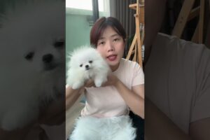 Cute Dog Collection, The World’s Cutest Puppies #dog #puppies #puppy #video #cute #cutest