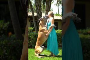 #dog #lovedog #dogs #puppy #doglover #doglife #love#cute #puppies #ilovemydog #cutedog #husbandog