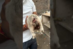"2 Innocent Puppies ki Tail Kha Gayi Chuhe Ne 😭 || Maggot Infested Rescue || #shorts #dogrescue