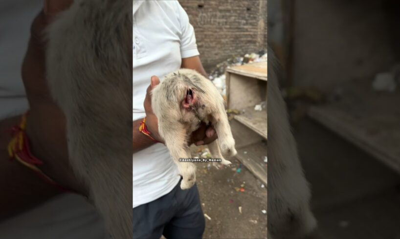 "2 Innocent Puppies ki Tail Kha Gayi Chuhe Ne 😭 || Maggot Infested Rescue || #shorts #dogrescue