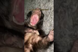 5 most asked questions about raising a domestic skunk. #pets #animals #ataritheskunk #petskunk