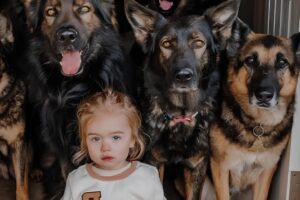 7 Huge German Shepherds Guard Baby Like Their Own Puppy