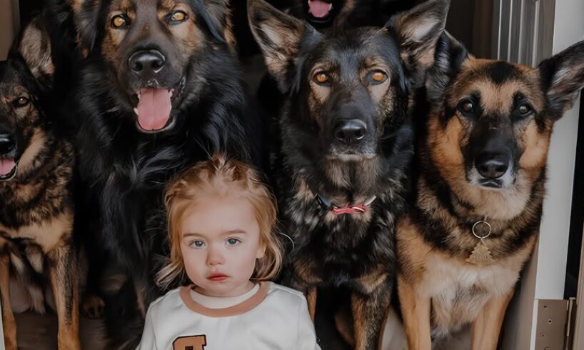 7 Huge German Shepherds Guard Baby Like Their Own Puppy