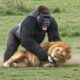 80 Times Animals Messed With The Wrong Opponent