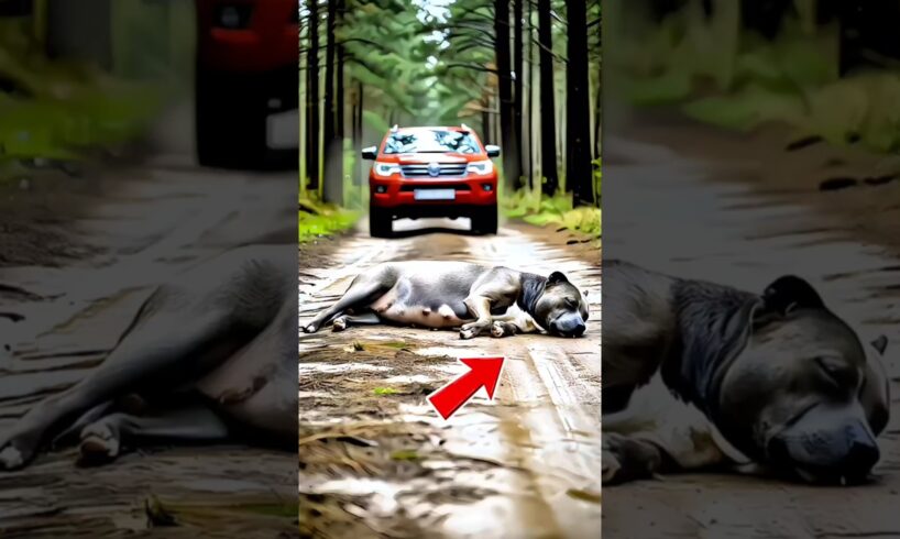 A Kind Man Saved a Pregnant pitbull #animalrescue #dog #pitbull