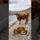 A Kind Man Saves baby Cow on Mountain Road #animals #shorts #rescue