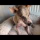 A New Life Begins For the Very Sick Dog! He Suffered A Lot! - Takis Shelter