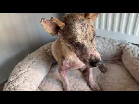 A New Life Begins For the Very Sick Dog! He Suffered A Lot! - Takis Shelter