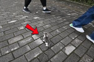 A blind kitten lost on the roadside, with countless people passing by, yet none willing to stop