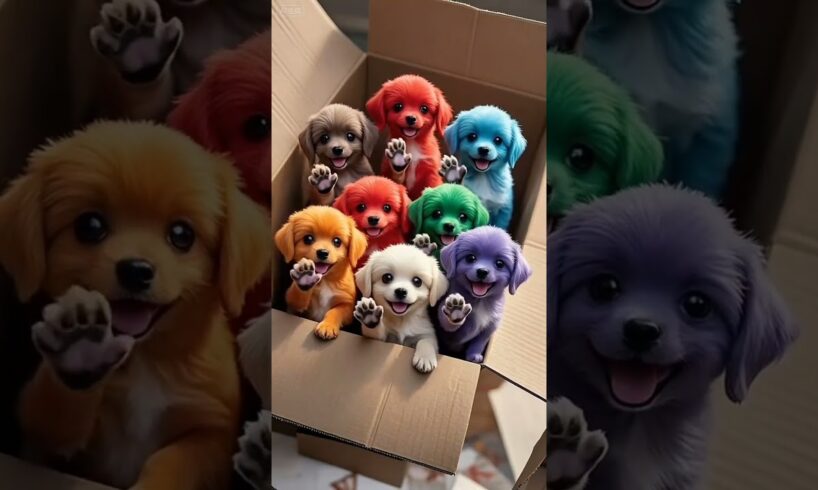 A box of cute puppies #cat #dog #doggielife #dogshorts #dogs #dogtraining #shorts #trending