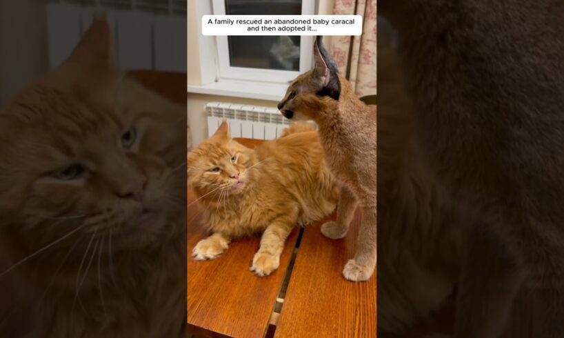 A family rescued an abandoned baby caracal and then adopted it...