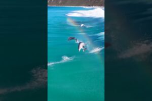 A leap of pure joy 🐬 🌈 #Shorts #Dolphin #Animals