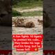 A lion fights 10 tigers to protect his cubs… they broke his legs and his fang, but he never fell! 🚫🦁