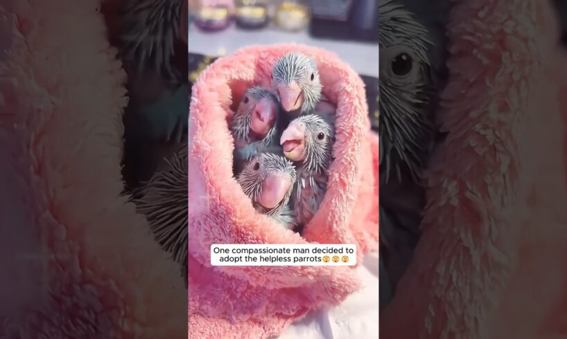 A man adopted lost baby parrots #shorts #animals