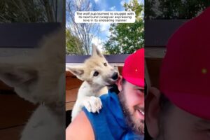 A man rescued a wolf pup and raised it in his house