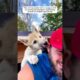 A man rescued a wolf pup and raised it in his house