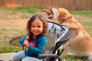 AFV's Funniest Dogs! 🐶 Best Puppy Fails