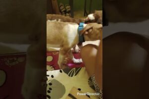 ASHTRA AND KEVANCE.          PET LOVER ARE AWESOME PEOPLE #mjachannel #dogs