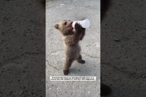 Abandoned baby bear #animals #wildliferescue #lovestory #cute#bear #rescue