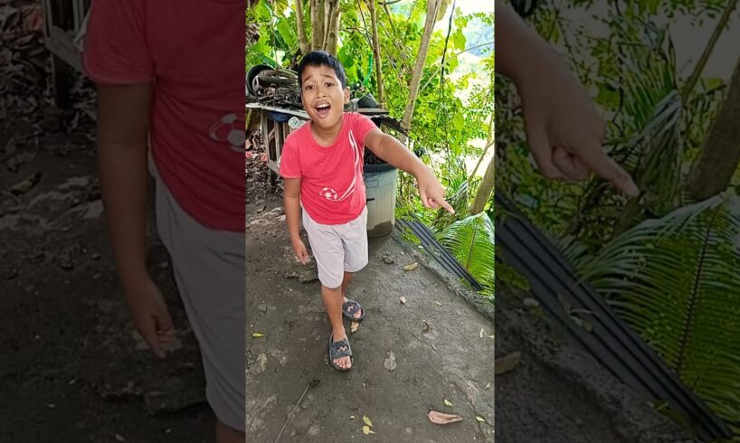 Ada anak anjing lucu #shrots