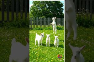 "Adorable Baby Goat Playing in the Field 🐐💚 | Cute Animal Moment"