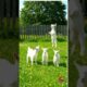 "Adorable Baby Goat Playing in the Field 🐐💚 | Cute Animal Moment"