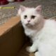 Adorable Cute Fluffy Cats like To play in the Box ! Best Animals video ! Cute Cats video