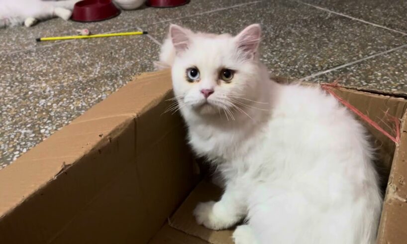 Adorable Cute Fluffy Cats like To play in the Box ! Best Animals video ! Cute Cats video