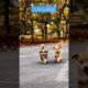 Adorable Puppies Playing Around 🐕😂 #puppy #cute #cutedog #dog #funny  #animals #shorts #ytshorts