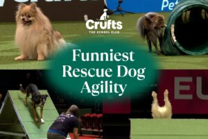 Adorable Pups Take on Agility πΆ