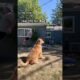 Adorable dog attempts flip off of trampoline #dogsofyoutube #goldenretriever #funnyanimals