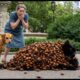 Animal Rescue: Poor Cat Rescued From Thousands of Bugs Attack