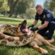 Animal Rescue: team saves German shepherd from deadly coil of giant python