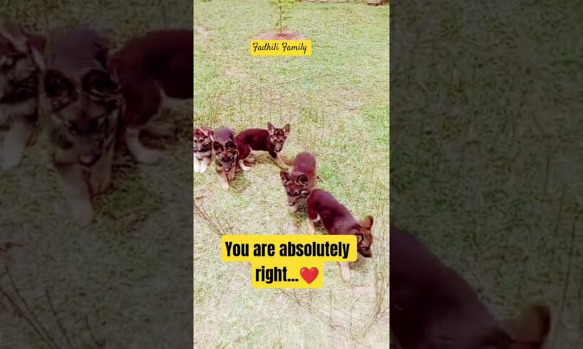 Anyone here feels they have the cutest puppies #dog #puppy #viral #viralshort#fadhilifamily