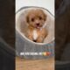 Are you feeling ok?❤️‍🩹#cute #penguin #pets #funnyanimals #puppy #cutedogs #youtubeshorts #maltipoo