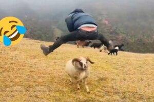 BEST OF THE WEEK #39 - Funniest Fails of the Week
