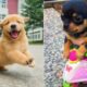 Baby Dogs 🔴 Funny and Cute Dog Videos Compilation #1 | 30 Minutes of Puppy Videos 2025
