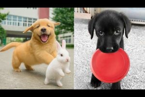 Baby Dogs 🔴 Funny and Cute Dog Videos Compilation #9 | 30 Minutes of Puppy Videos 2025